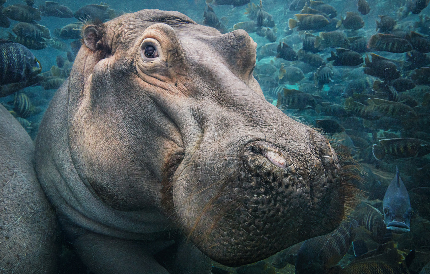 Tim Flach - Endangered